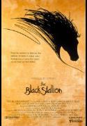 Horse Month - The Black Stallion