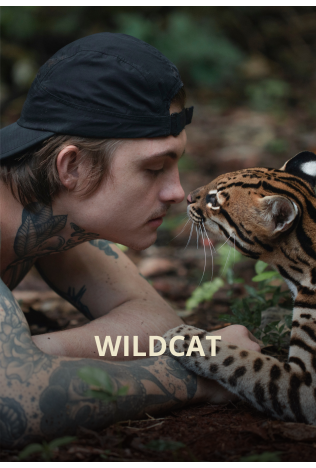 WILDCAT