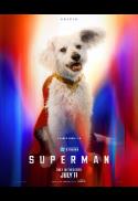 Superman - Dog Friendly Screening