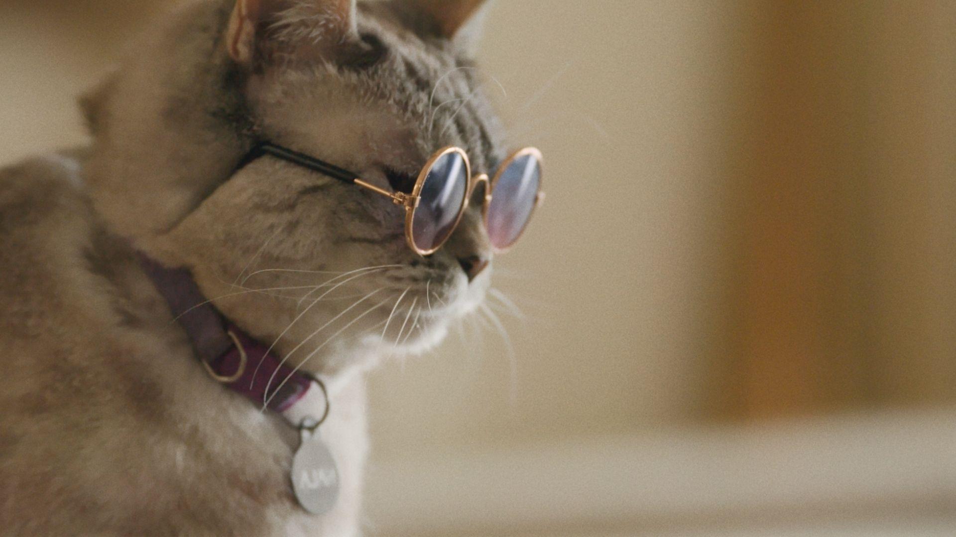 AMERICAN CATS: THE GOOD, THE BAD AND THE CUDDLY