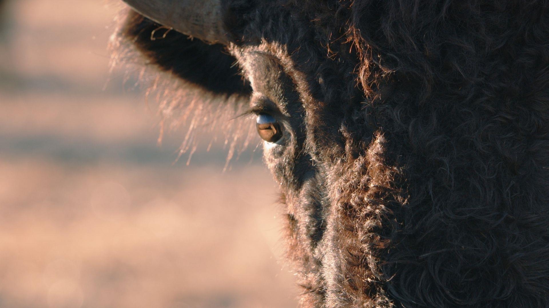 SINGING BACK THE BUFFALO