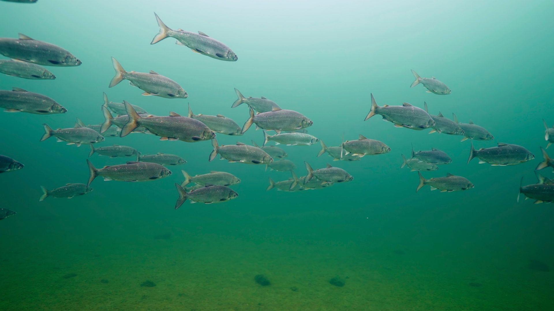 ALL TOO CLEAR: BENEATH THE GREAT LAKES