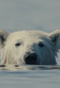 NUISANCE BEAR