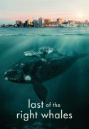 Last of the Right Whales (World Oceans Day)